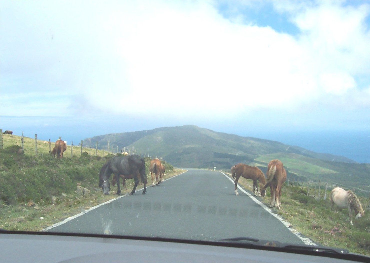 Caballos sueltos pastando en los bordes de una carretera estrecha de montaña junto al mar, vistos a través del parabrisas